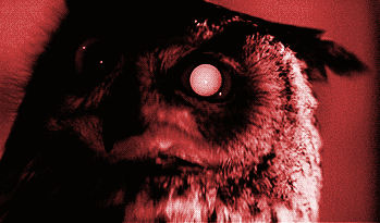 Owl Button